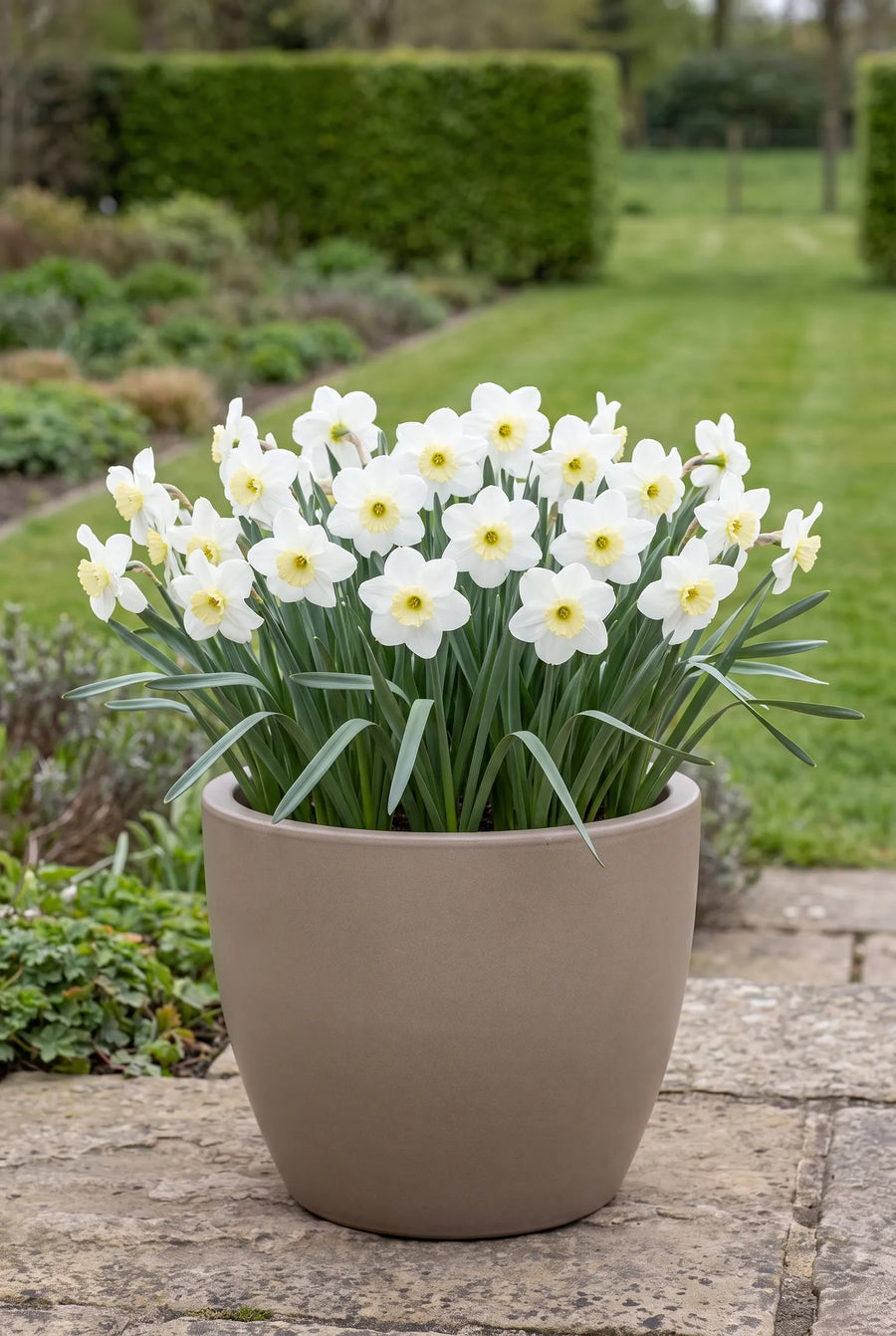 Narcissus Segovia — in pot op terras