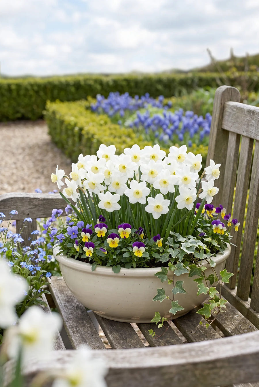 Narcissus Segovia — in pot op terras