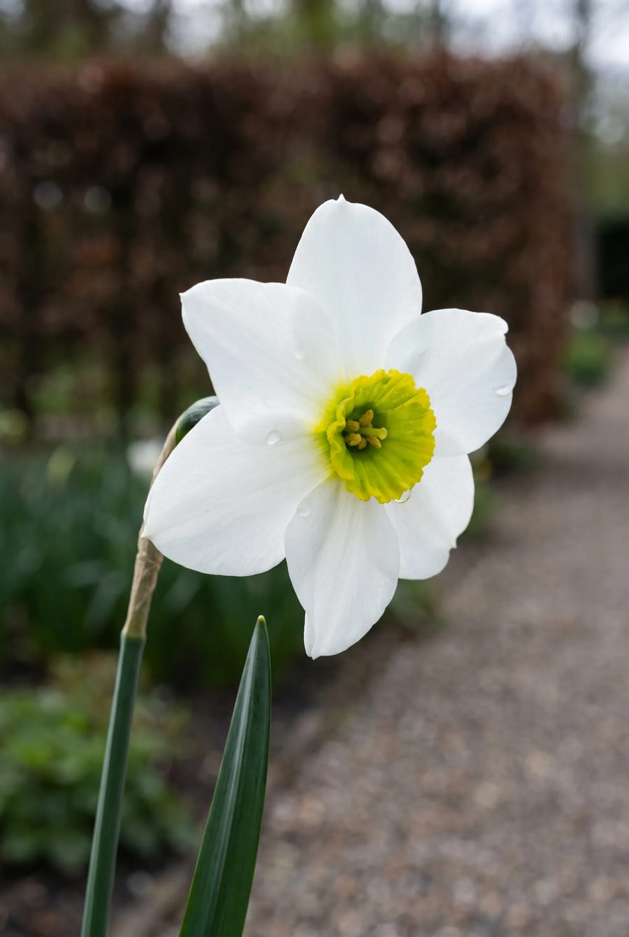Narcissus Sinopel — close-up van de bloem