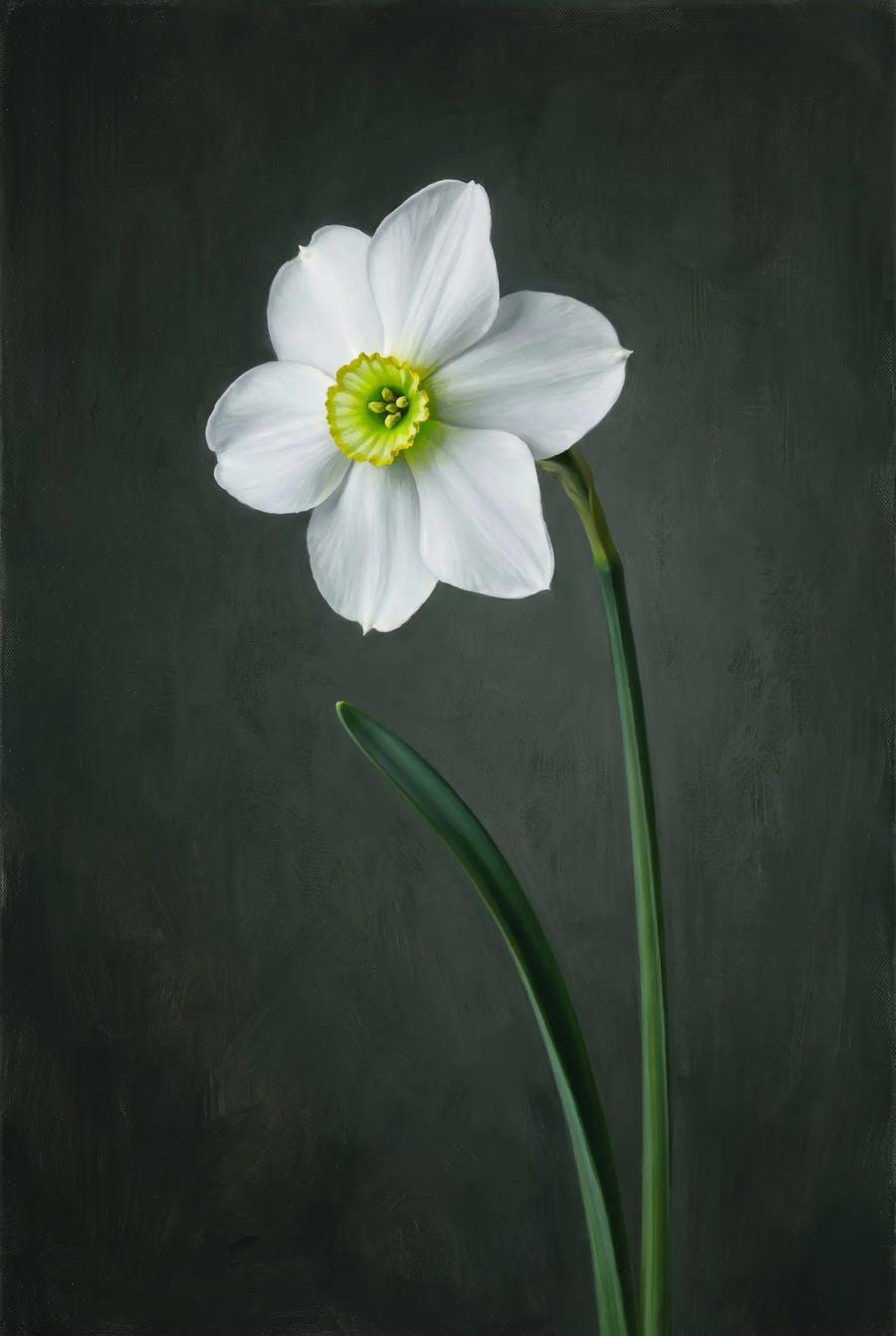 Narcissus Sinopel — sfeerbeeld