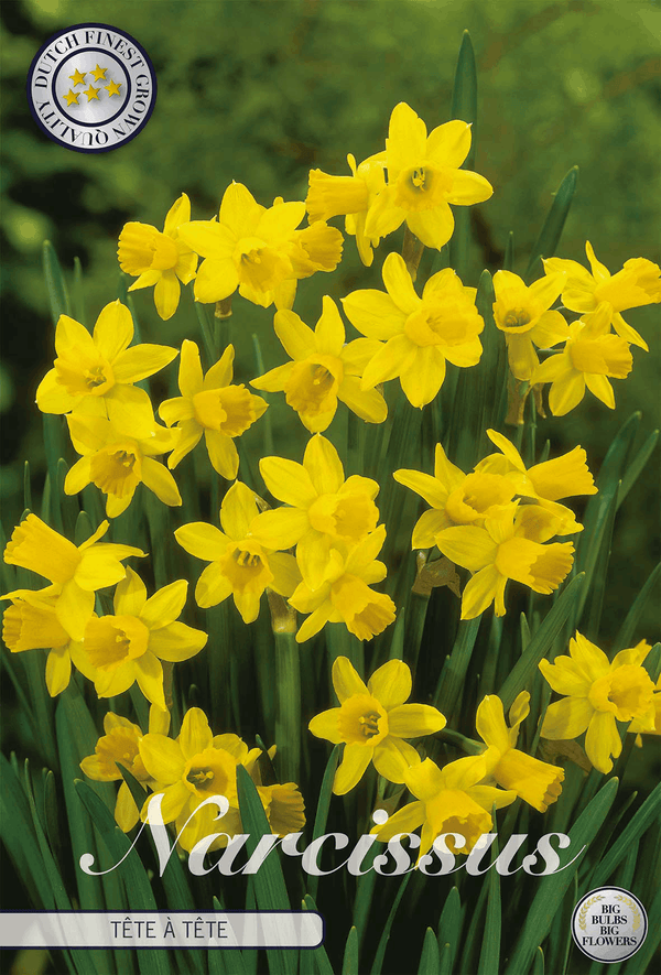 Narcissus Tête à Tête