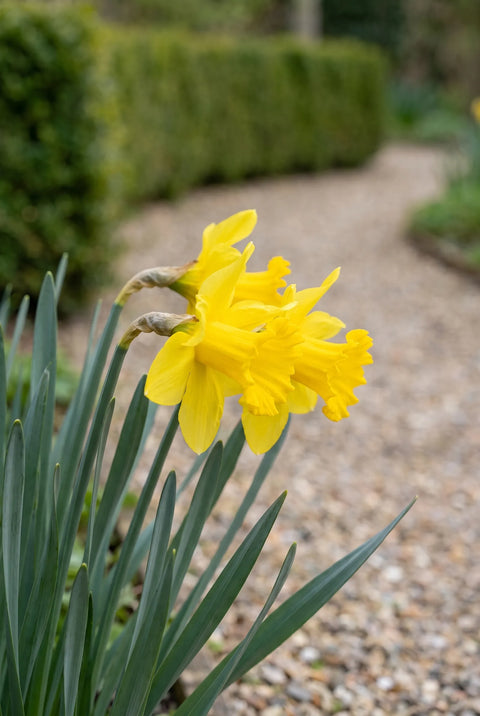 Narcissus Tête à Tête