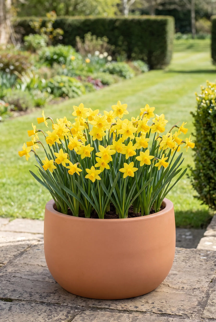 Narcissus Tête à Tête — in pot op terras
