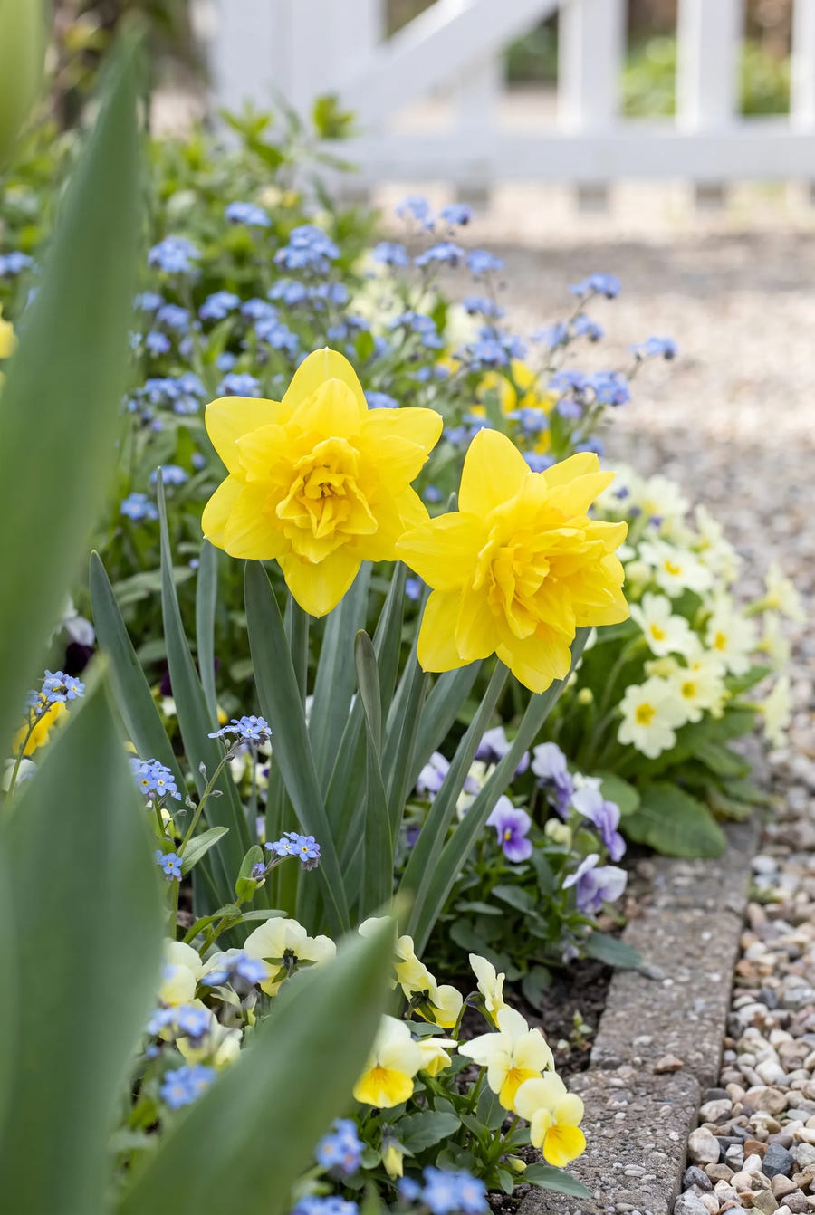 Narcissus Tete de Luxe — close-up van de bloem