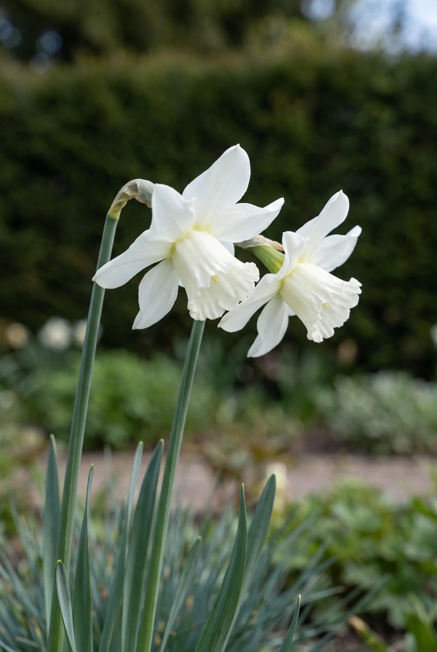 Narcissus Thalia — close-up van de bloem