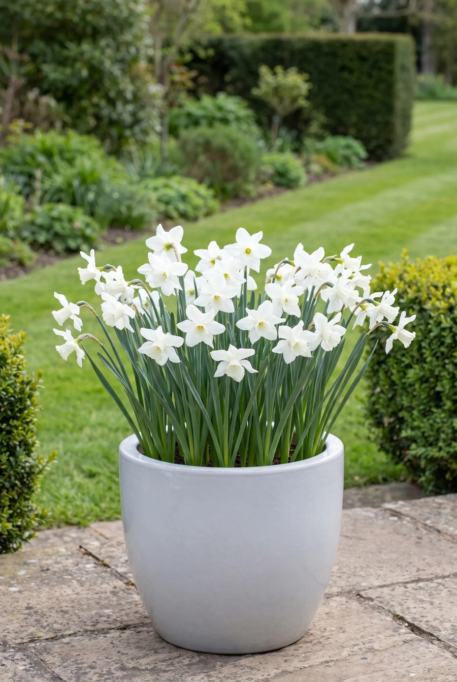 Narcissus Thalia — in pot op terras
