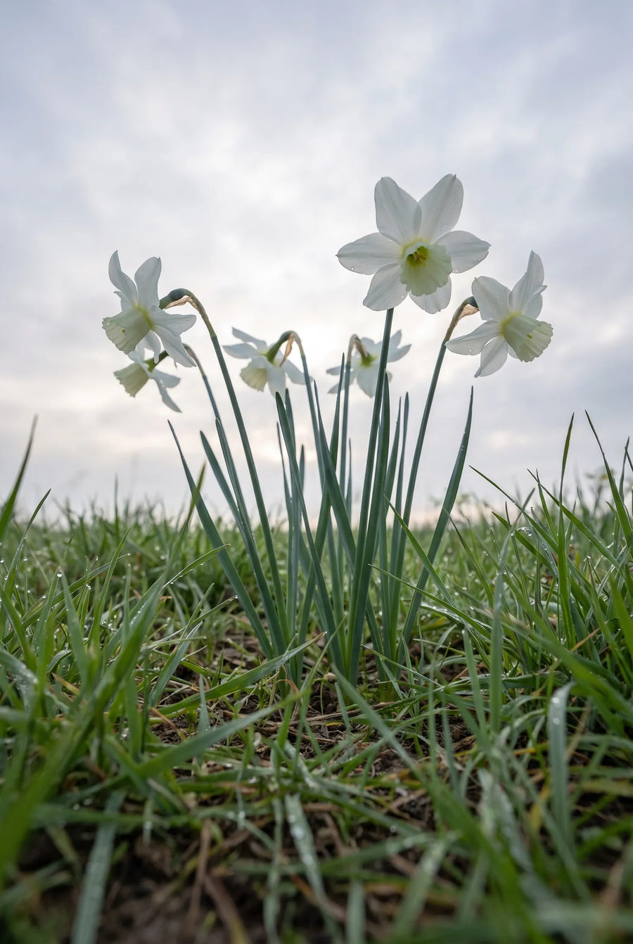 Narcissus Thalia — in de tuin