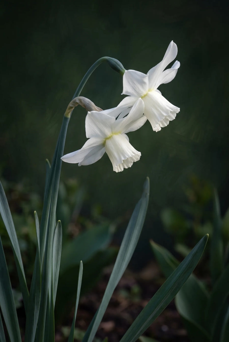 Narcissus Thalia — sfeerbeeld