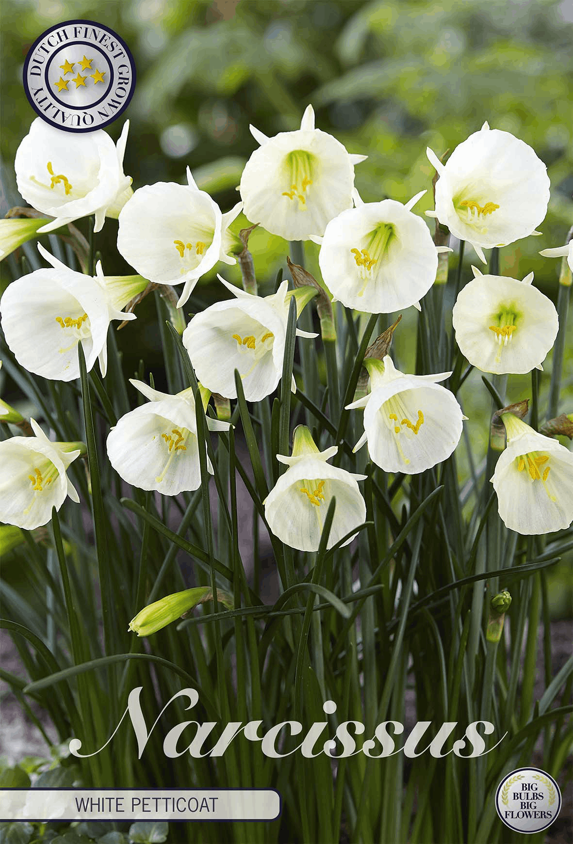 Narcissus White Petticoat