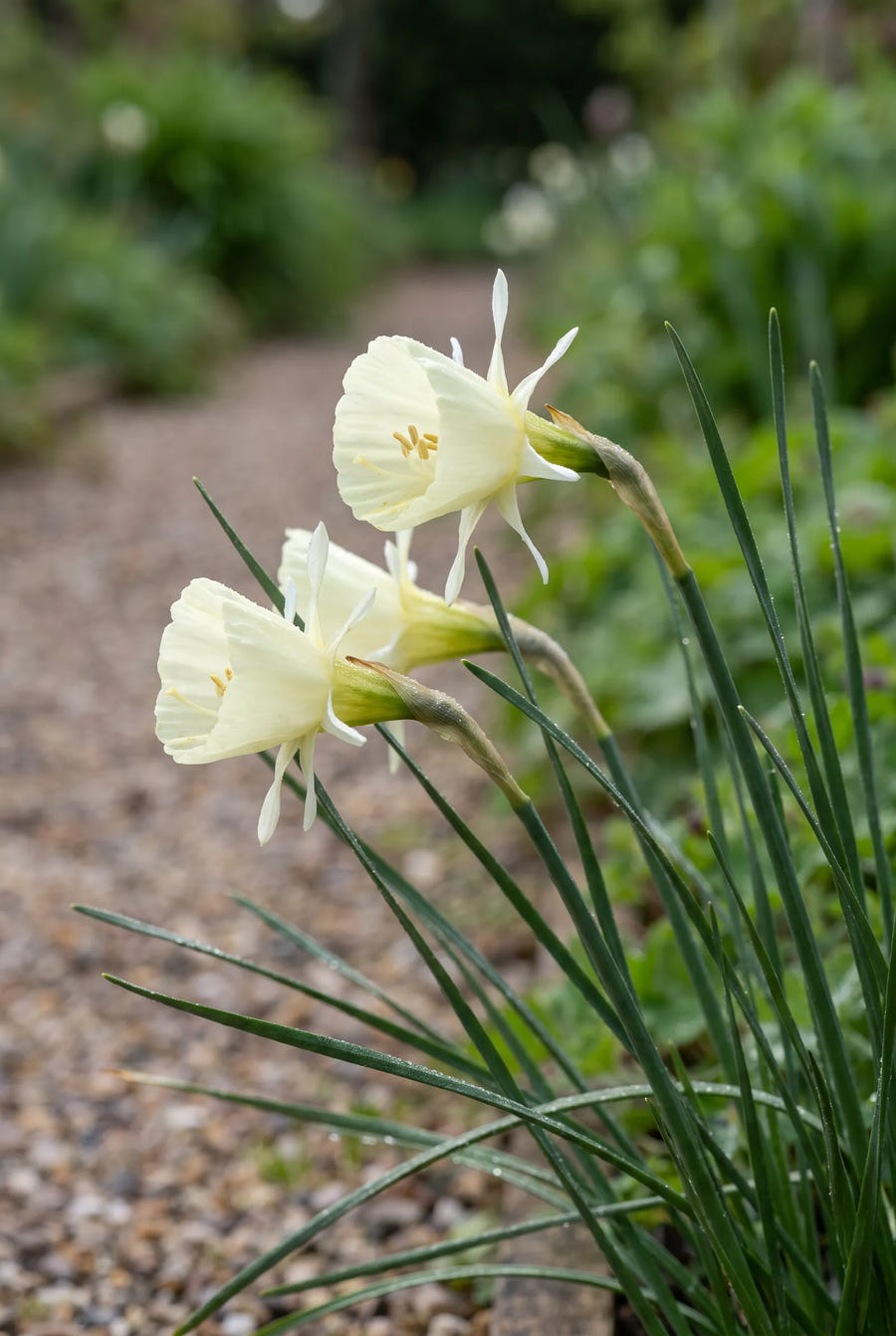 Narcissus White Petticoat — close-up van de bloem
