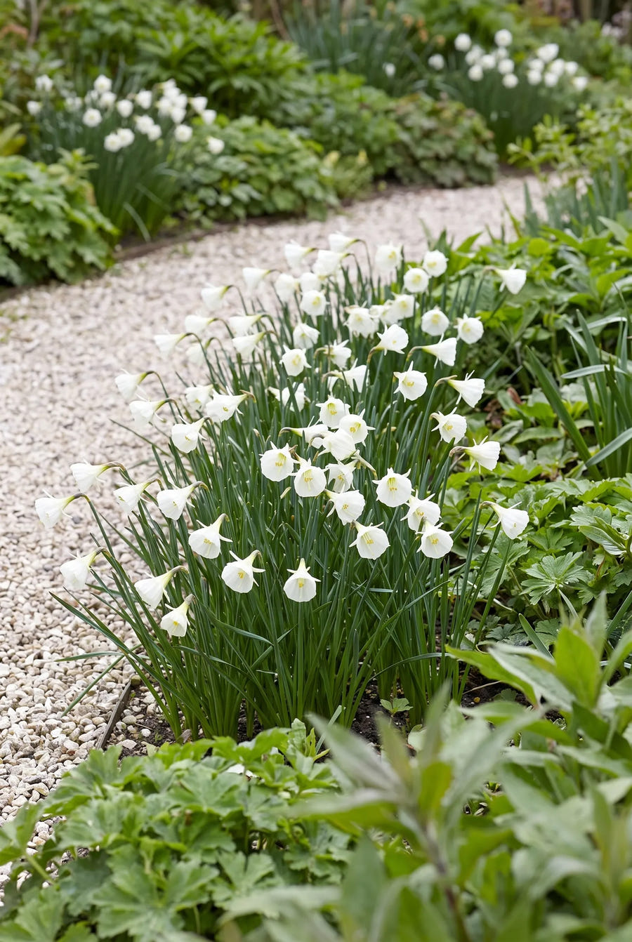 Narcissus White Petticoat — groep in de tuinborder