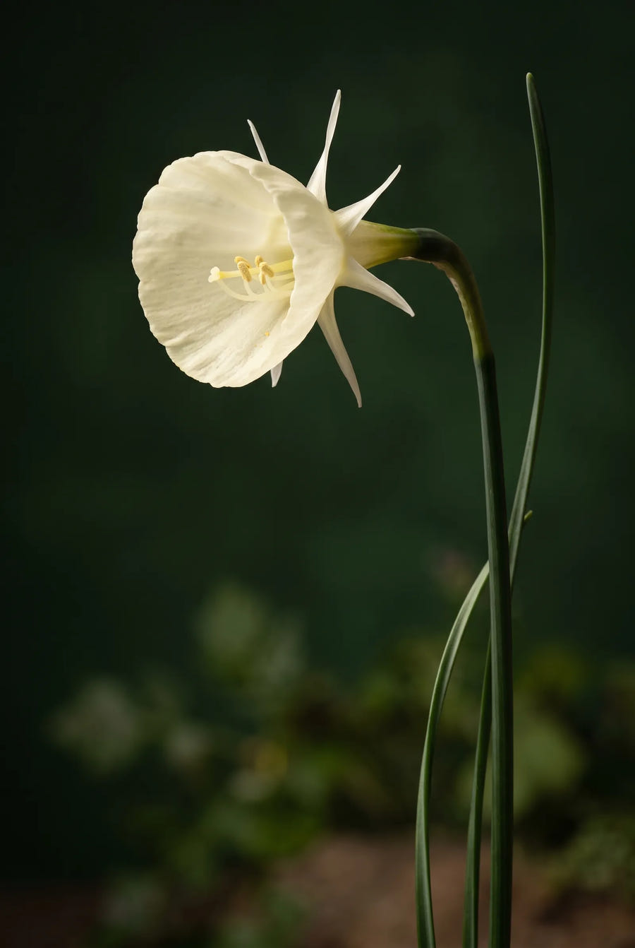 Narcissus White Petticoat — sfeerbeeld