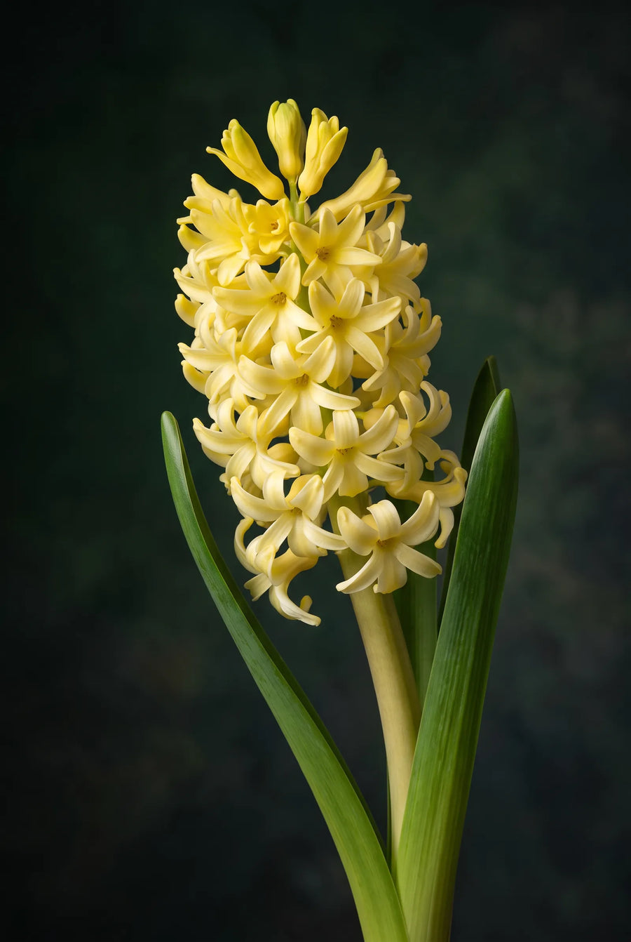 Hyacinthus City of Haarlem — sfeerbeeld