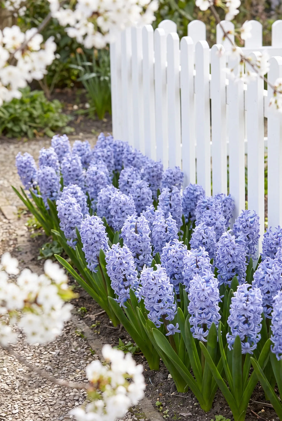 Hyacinthus Delft Blue — in de border