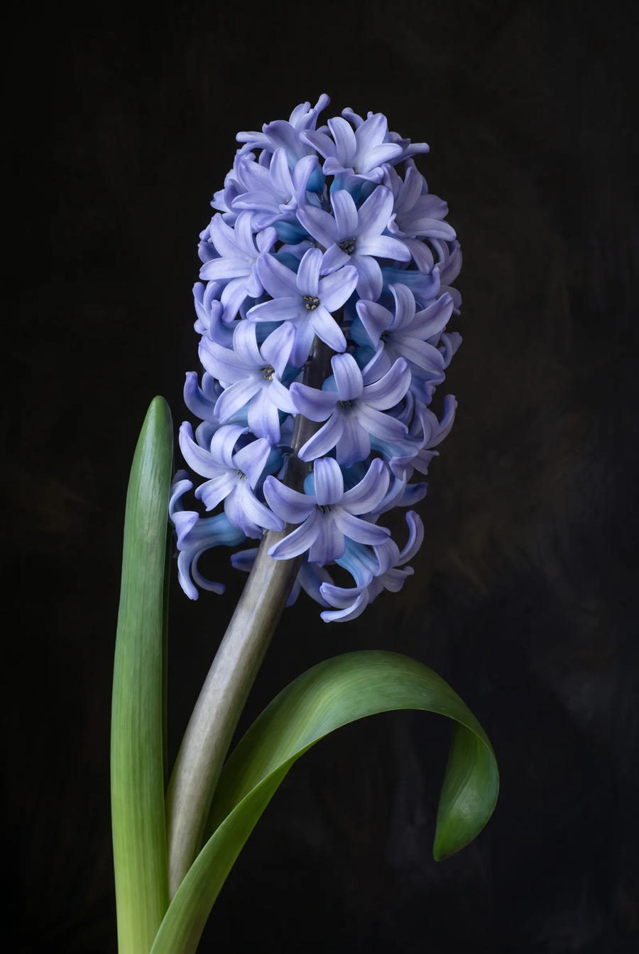 Hyacinthus Delft Blue — sfeerbeeld