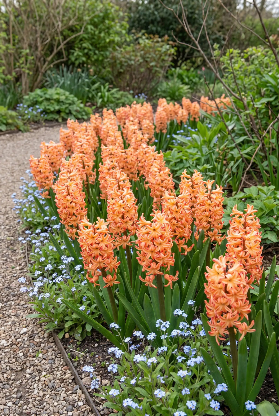 Hyacinthus Gipsy Queen — groep in de tuinborder