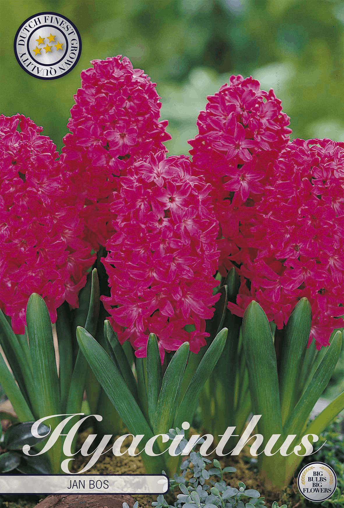 Hyacinthus Jan Bos