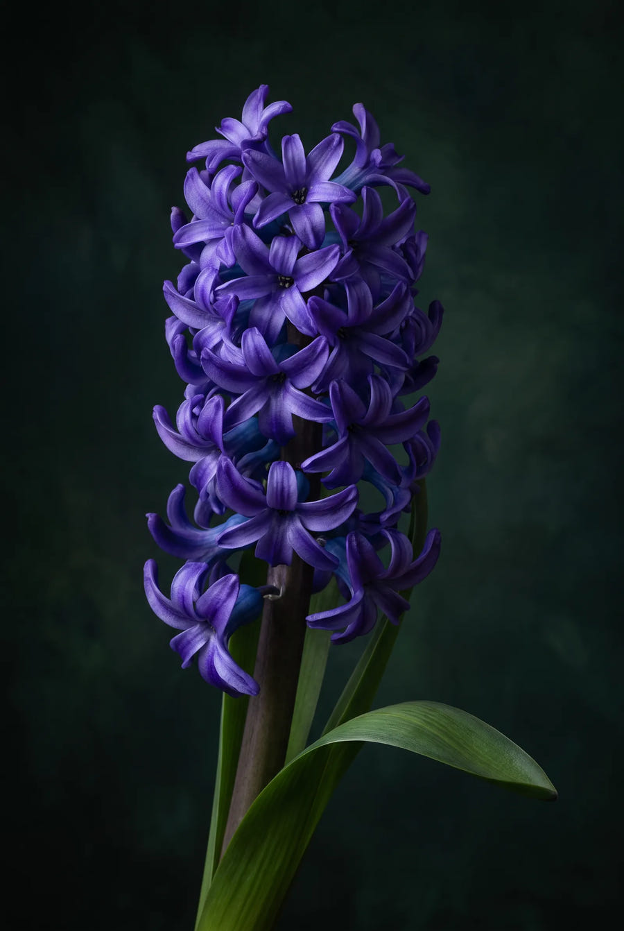 Hyacinthus Spring Field — sfeerbeeld