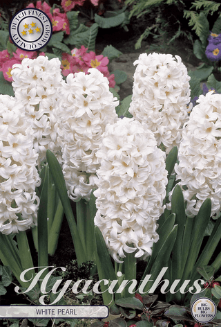 Hyacinthus White Pearl