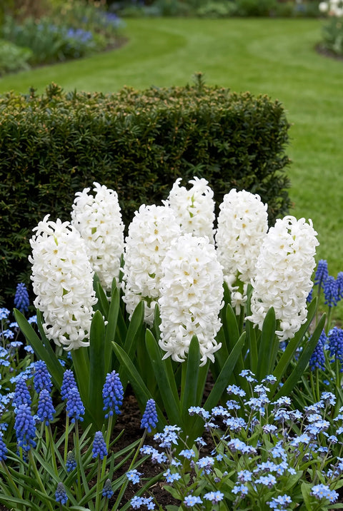 Hyacinthus White Pearl