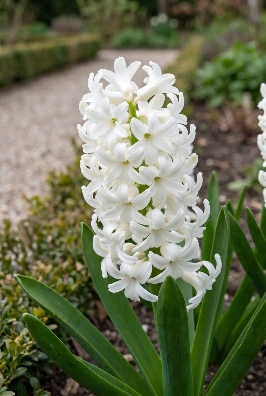 Hyacinthus White Pearl — close-up van de bloem