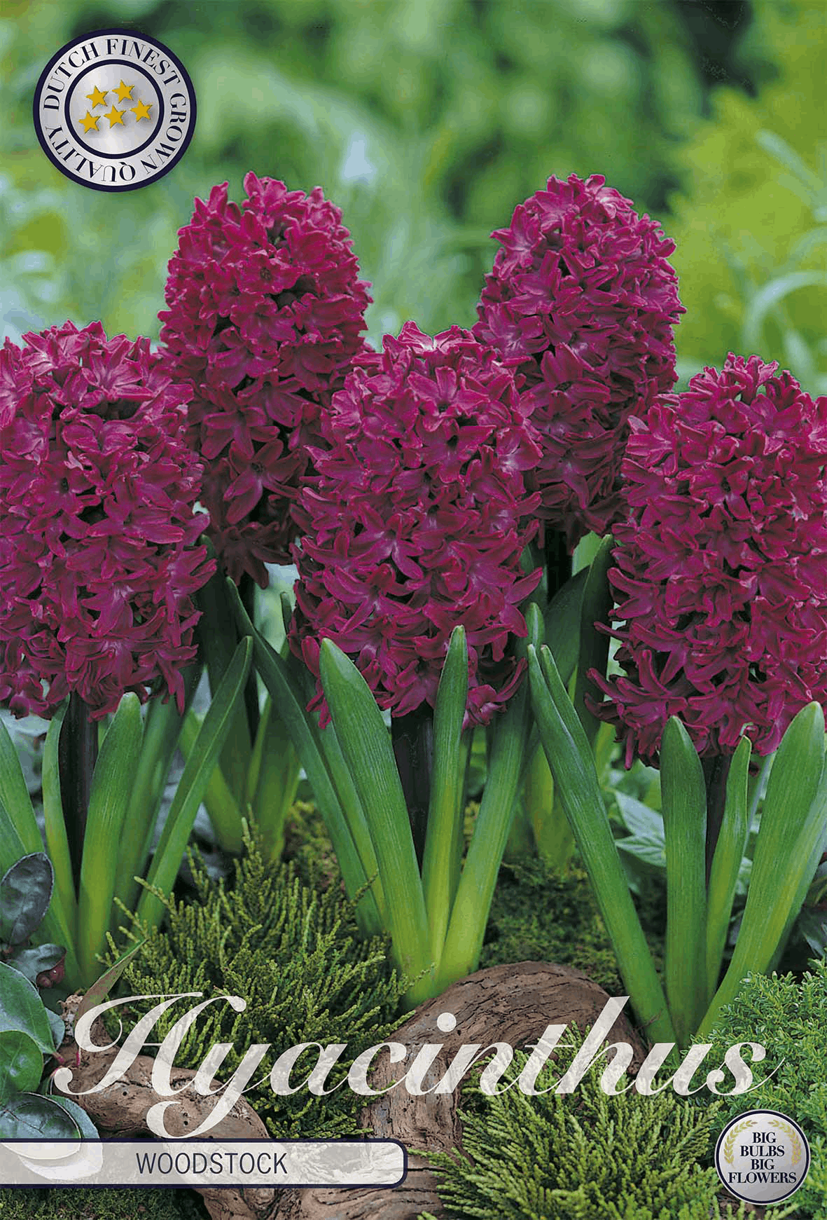 Hyacinth bulbs