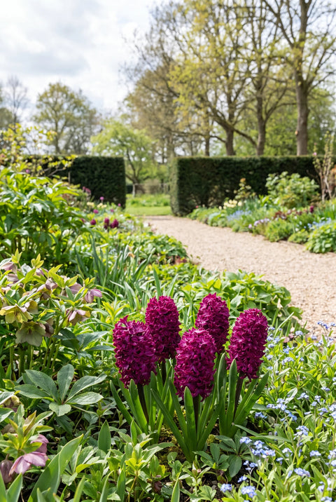 Hyacinthus Woodstock