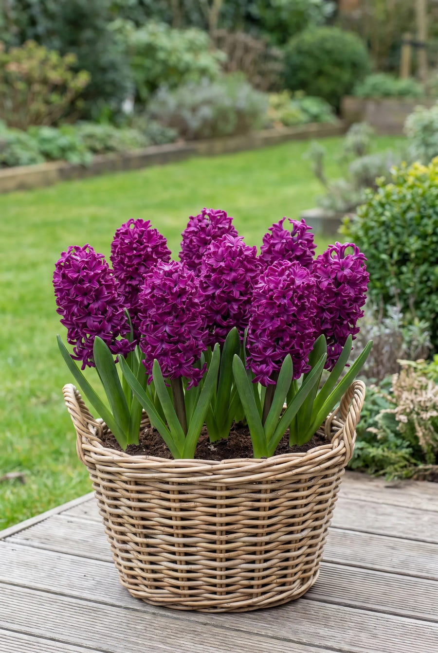 Hyacinthus Woodstock — in pot op terras