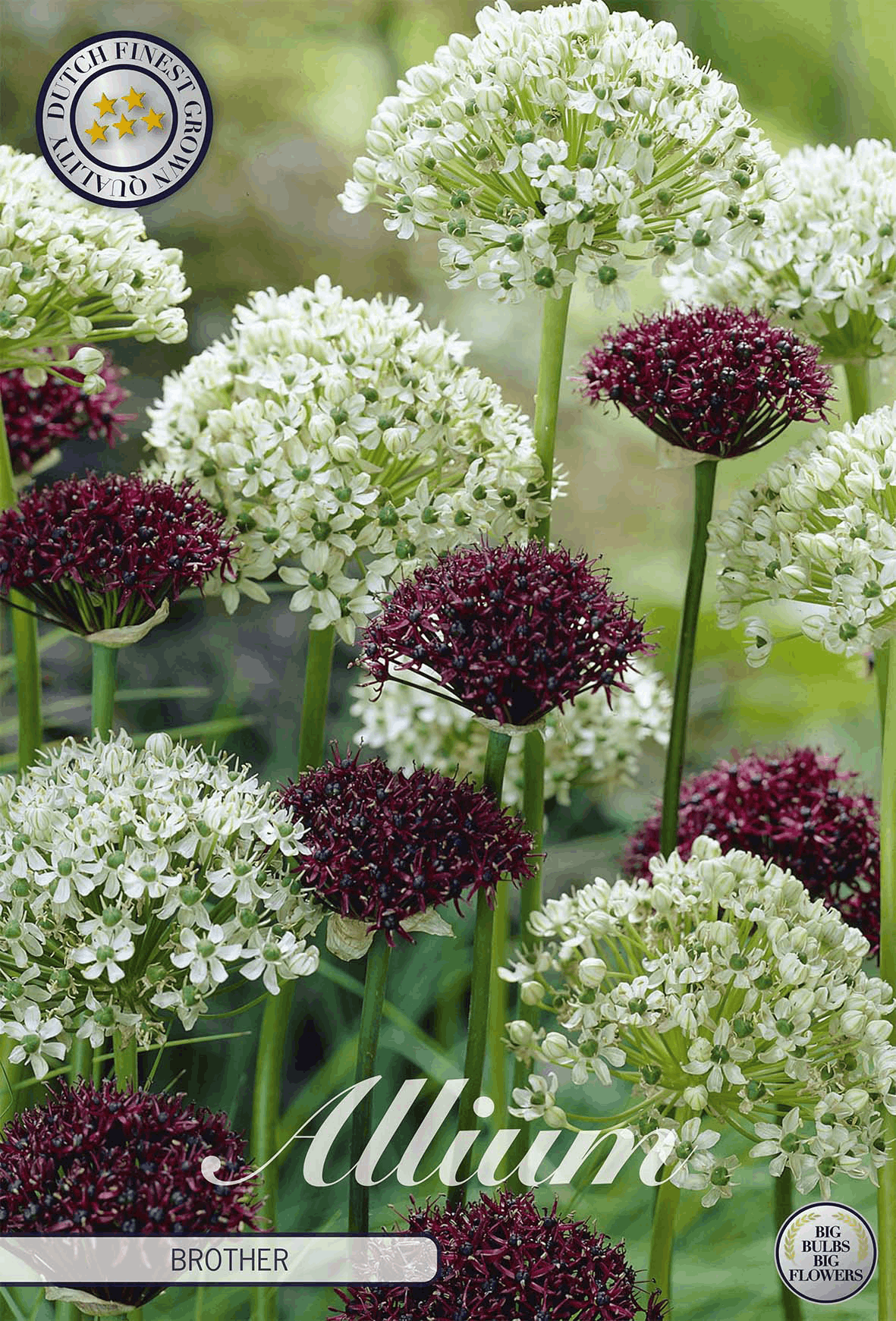 Allium Brother