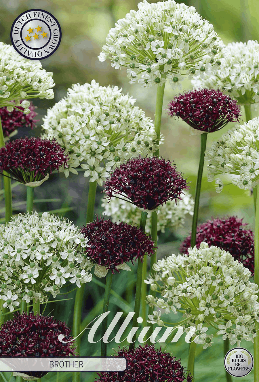 Allium Brother