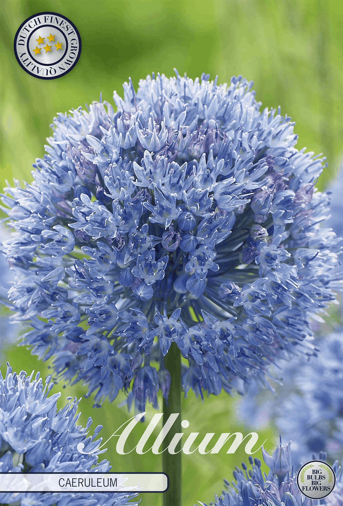 Allium Caeruleum