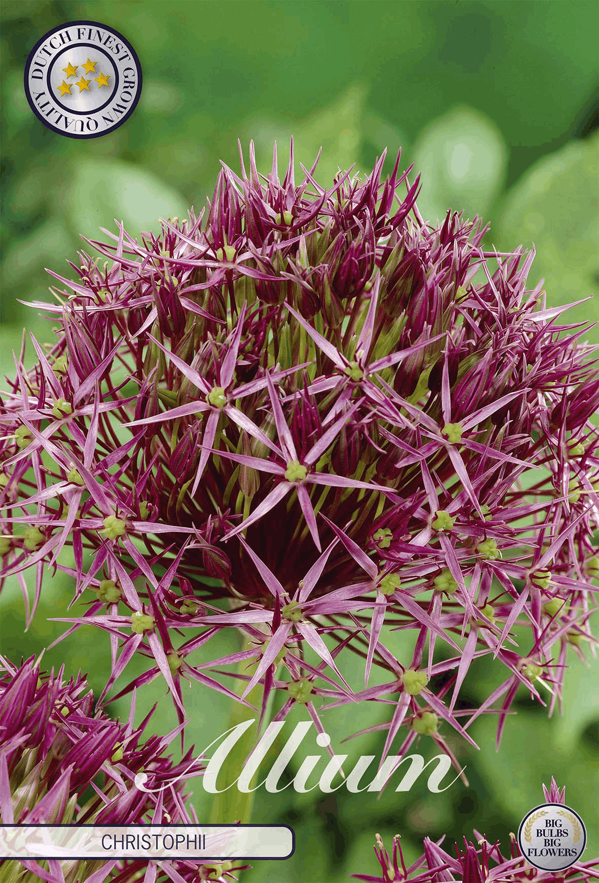 Allium Christophii