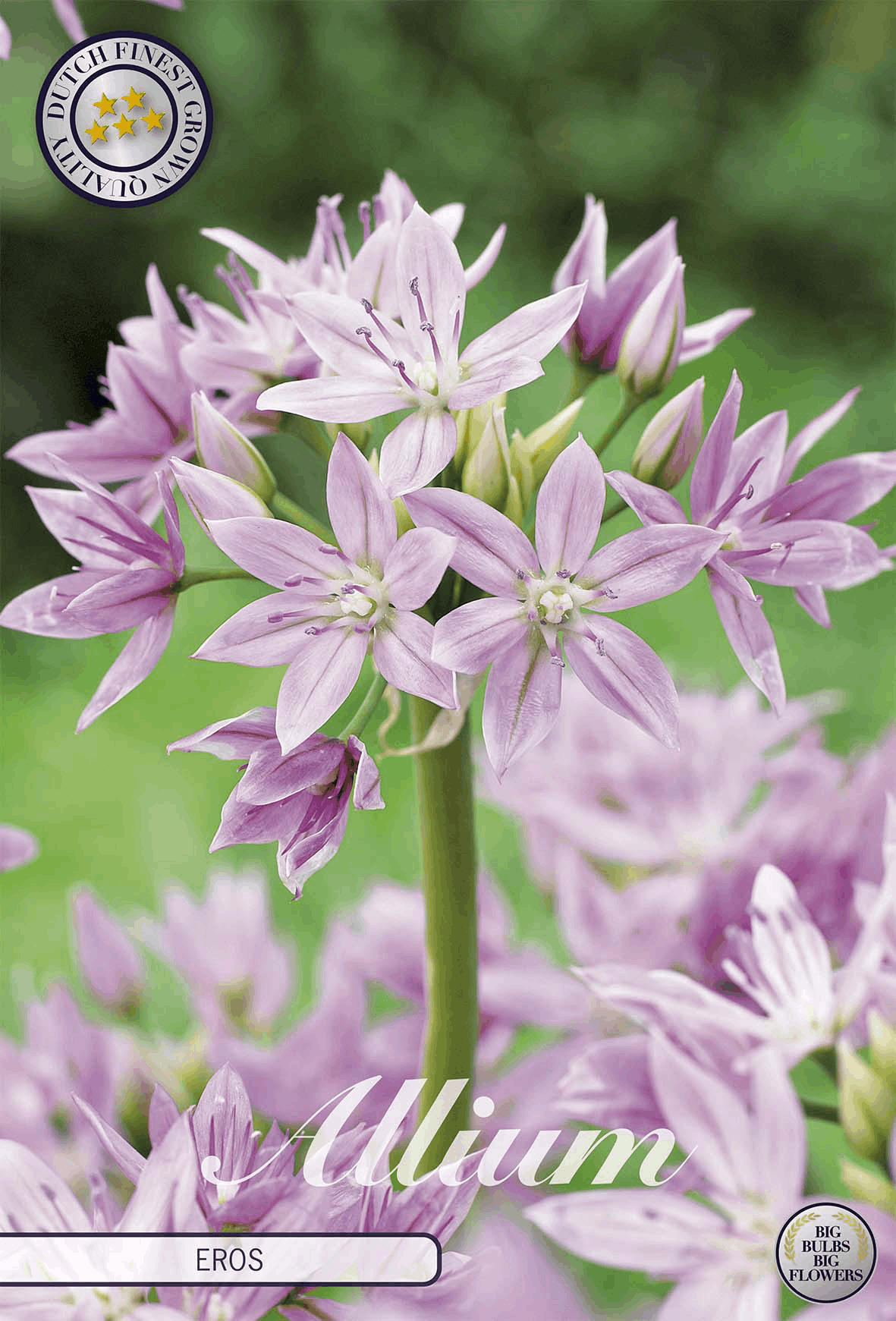 Allium Eros