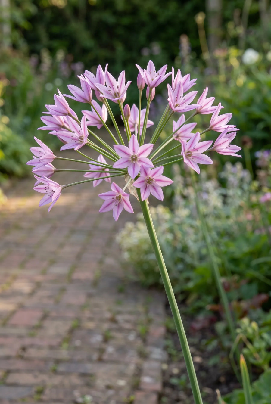 Allium Eros — close-up van de bloem