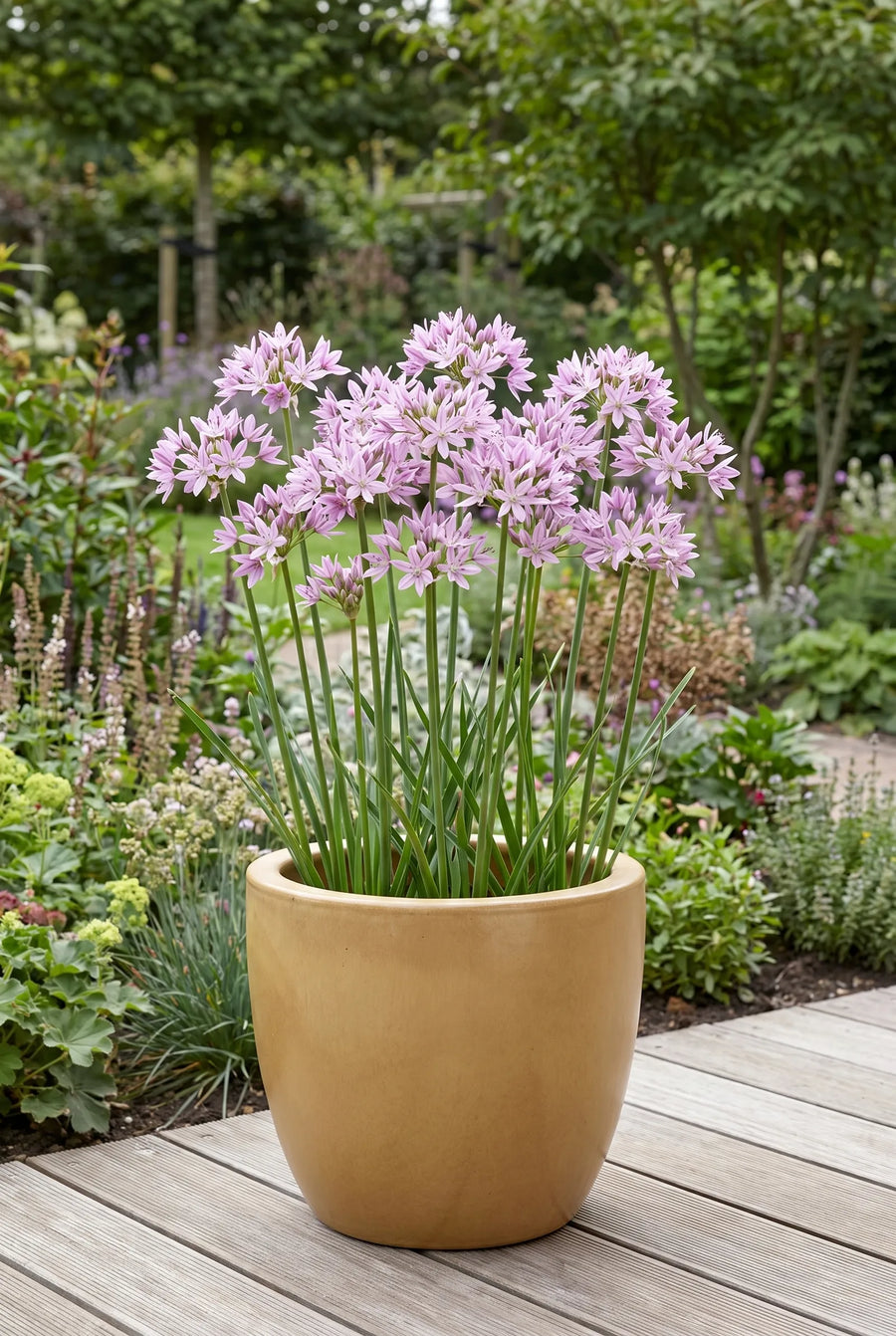 Allium Eros — in pot op terras
