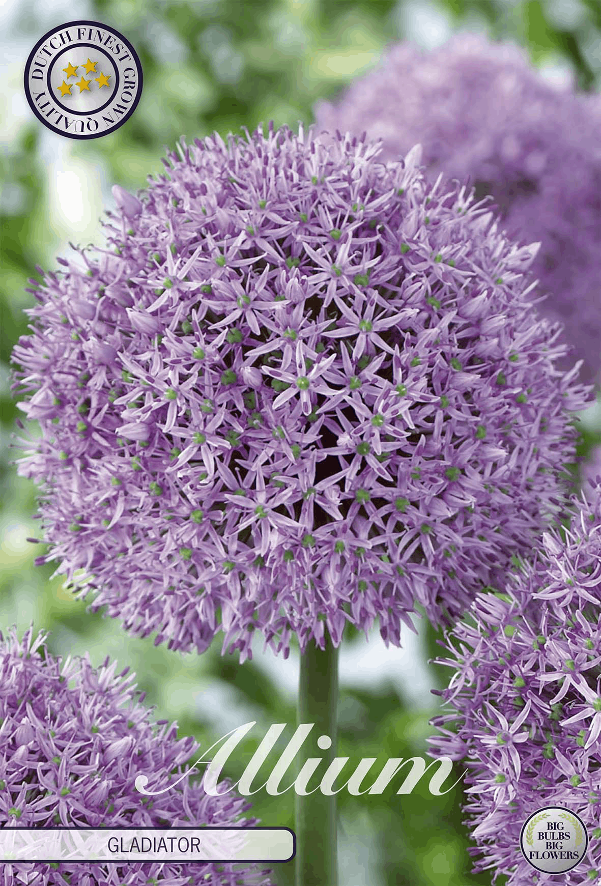 Allium Gladiator