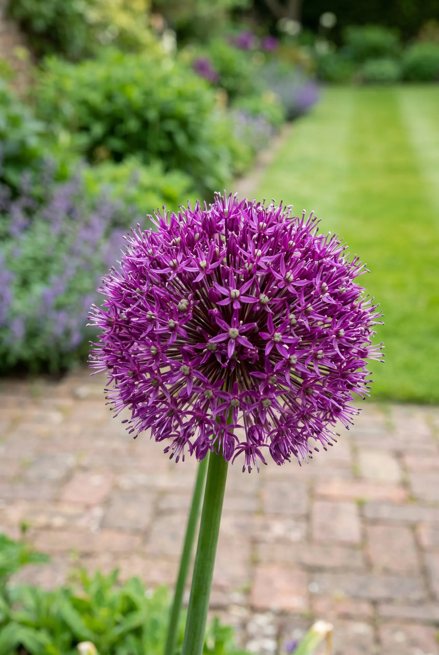 Allium Globemaster — close-up van de bloem
