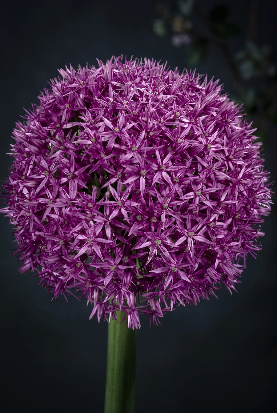 Allium Globemaster — sfeerbeeld