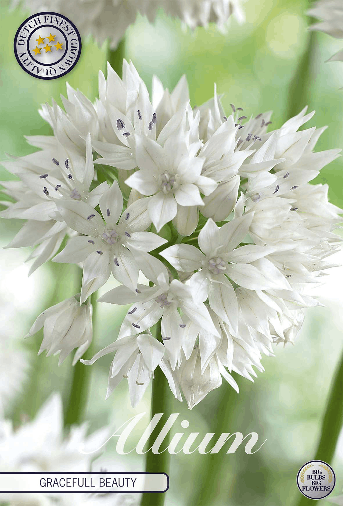 Allium Gracefull Beauty