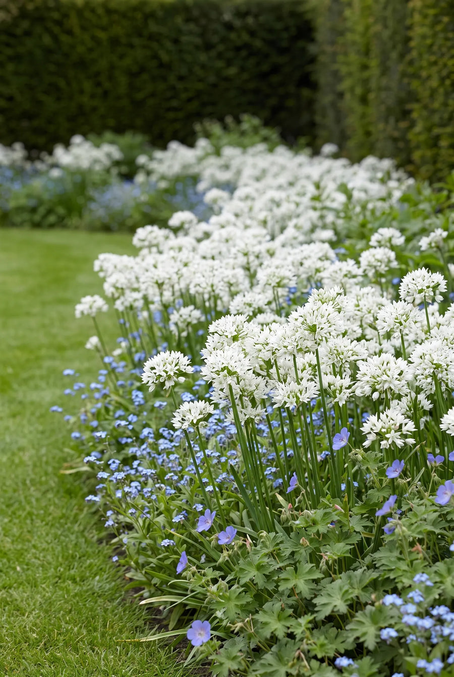Allium Gracefull Beauty — groep in de tuinborder
