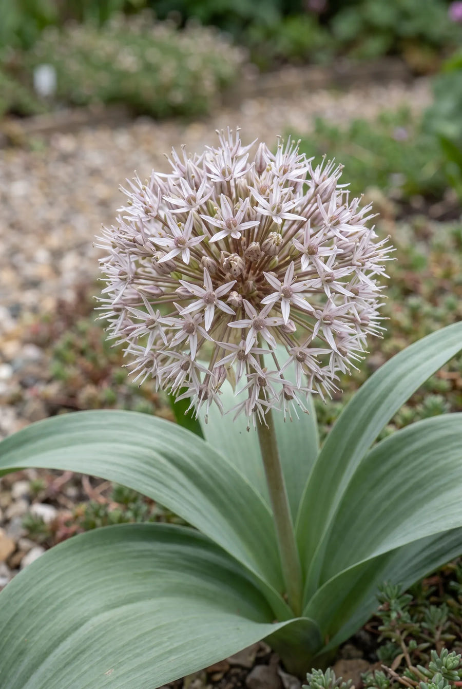 Allium Karataviense — close-up van de bloem