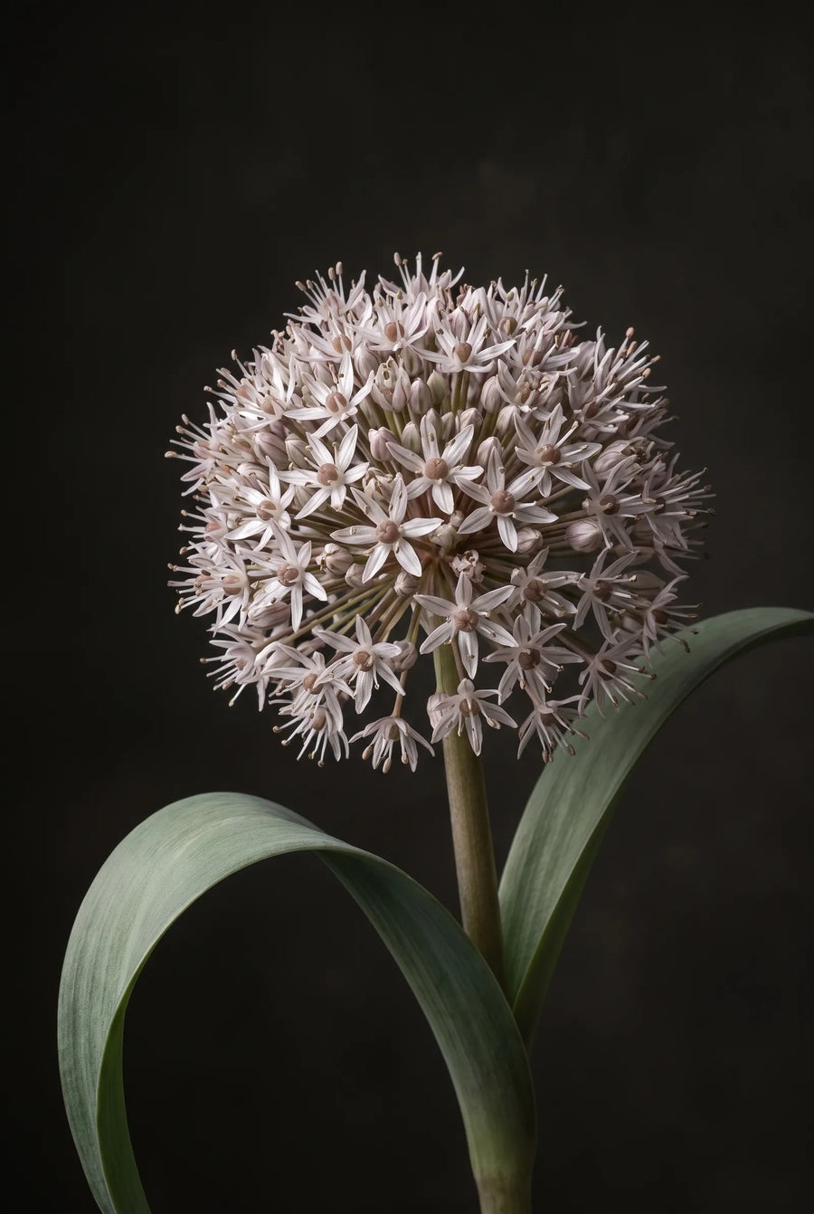 Allium Karataviense — sfeerbeeld