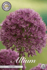 Allium Lucy Ball