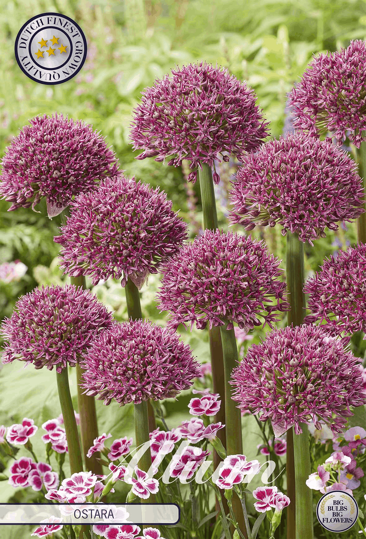 Allium Ostara
