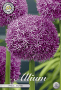 Allium Pinball Wizard
