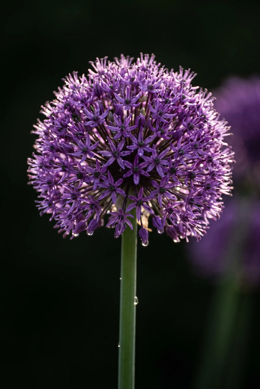 Allium Pinball Wizard — sfeerbeeld