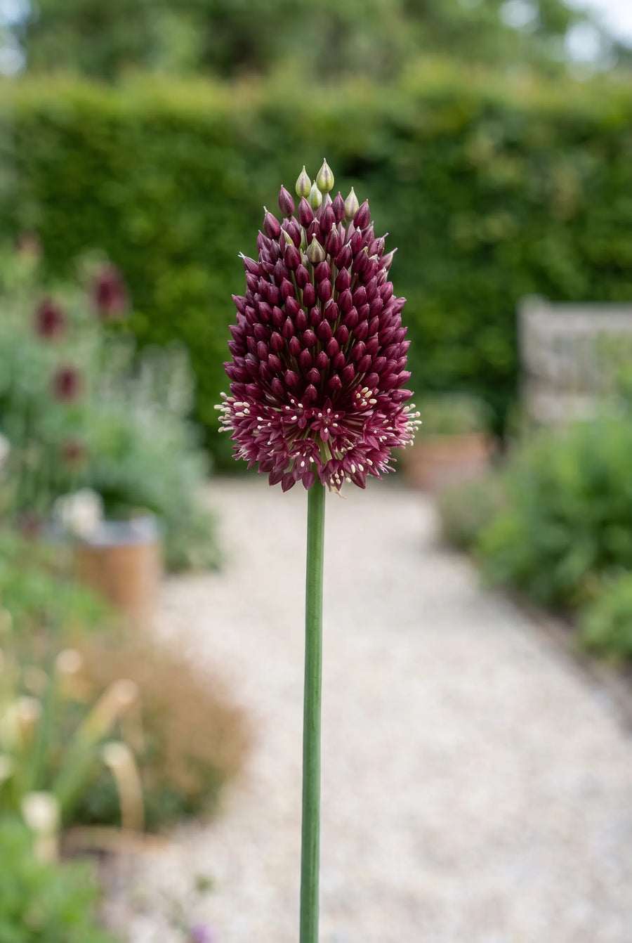 Allium Red Mohican — close-up van de bloem