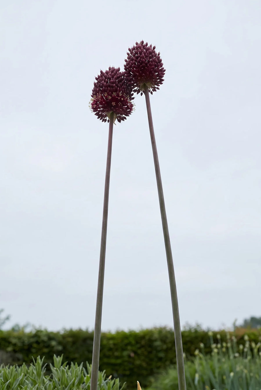 Allium Red Mohican — in de tuin