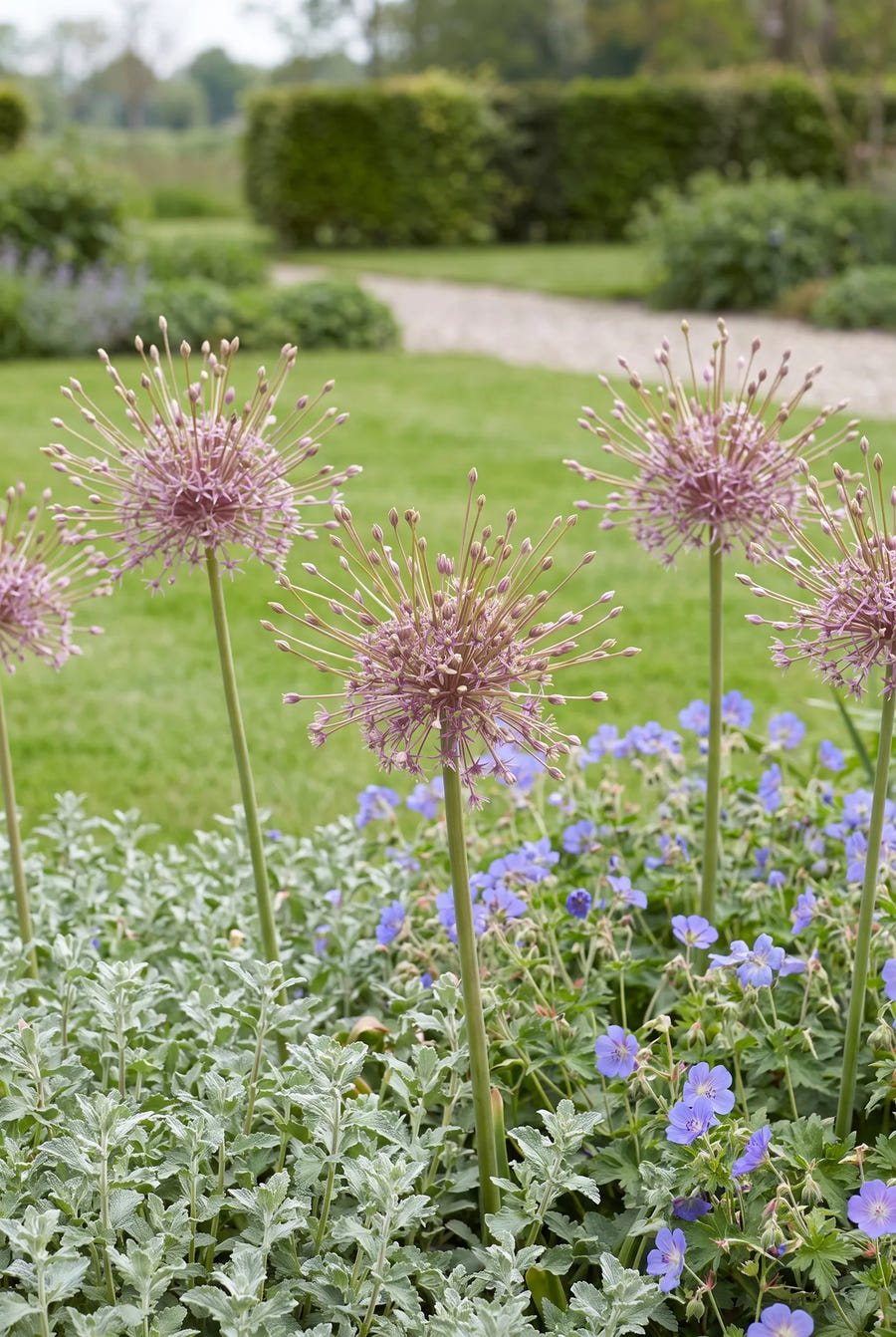 Allium Schubertii — groep in de tuinborder
