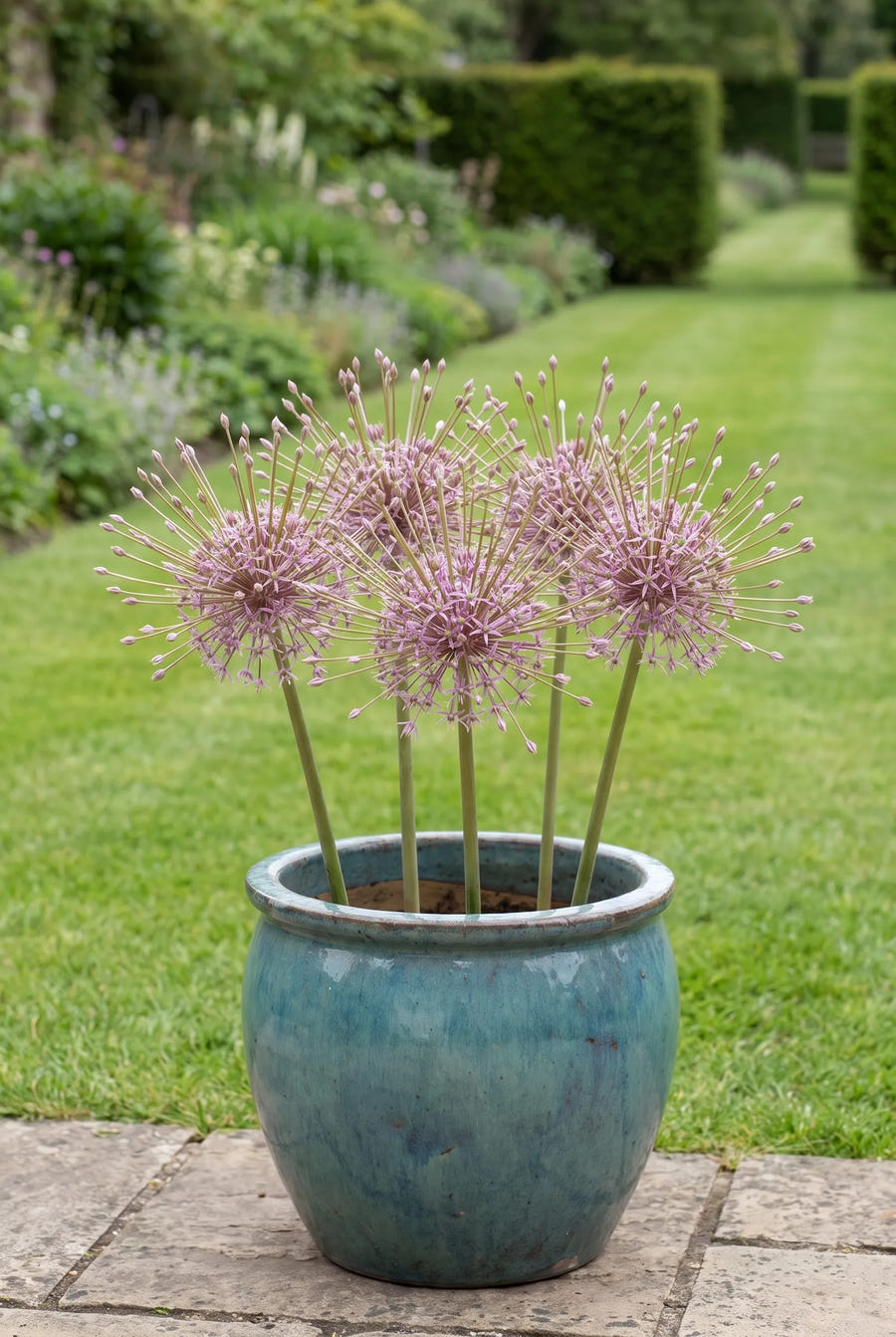 Allium Schubertii — in pot op terras
